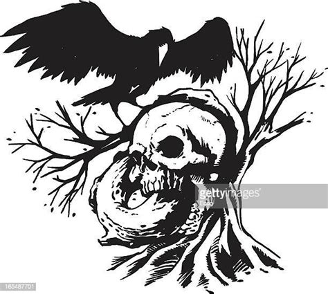 251 Raven Skull Stock Photos High Res Pictures And Images Getty Images 251 Raven Skull Stock Photos High Res Pictures And Images Getty Images