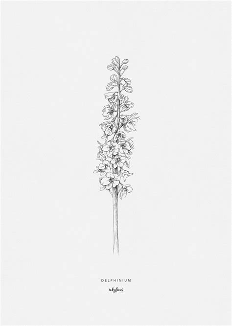 404 404 Larkspur Tattoo Delphinium Tattoo Flower Drawing 404 404 Larkspur Tattoo Delphinium Tattoo Flower Drawing