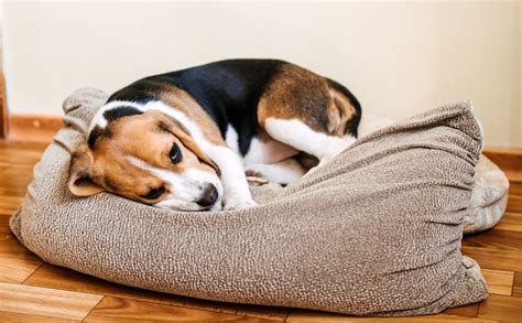 Beagle Health Issues