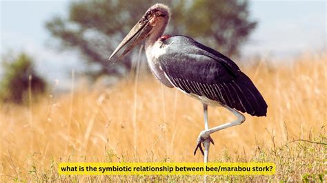 Bee Marabou Stork Mutualism Unveiled: A Surprising Natural Alliance