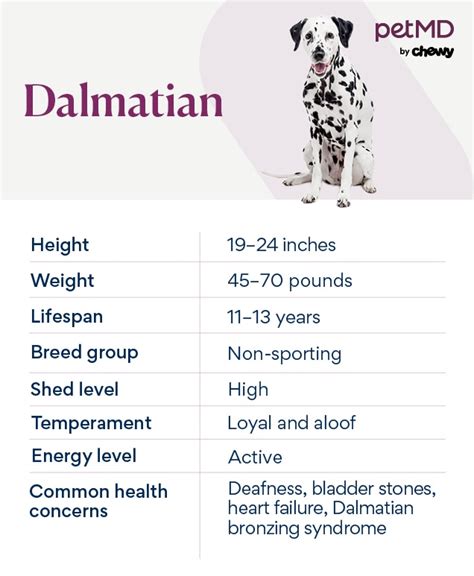 Dalmatian Health Issues