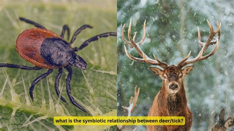 The Hidden Dynamics of the Deer/Tick Relationship: What You Need to Know
