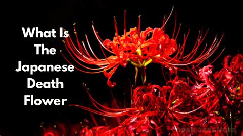 Japanese Death Flower Archives Plantisima Japanese Death Flower Archives Plantisima
