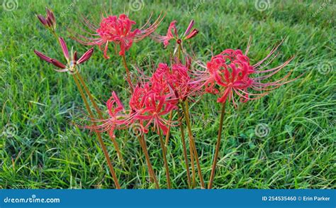 Japanese Death Flower Stock Photo Image Of Anime Flower 254535460 Japanese Death Flower Stock Photo Image Of Anime Flower 254535460