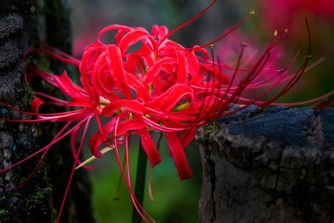 Japanese Death Flower