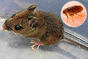 Unveiling the Mysteries of Mouse and Flea Relationship Type