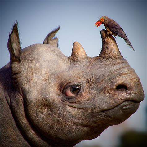 Discover the Unique Oxpecker Rhinoceros Relationship Info