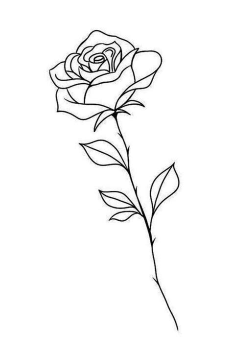 Rose Outline Drawing Rose Outline Tattoo Rose Drawing Tattoo Tatto Rose Outline Drawing Rose Outline Tattoo Rose Drawing Tattoo Tatto