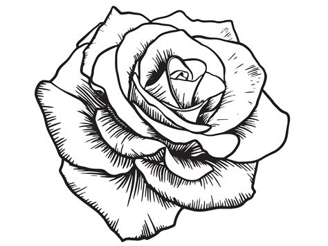 Rose Tattoo Design Outline Rose Tattoo Design Outline