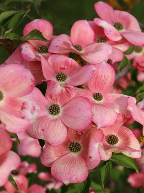 Stellar Pink Dogwood: Rare Garden Treasure Unveiled