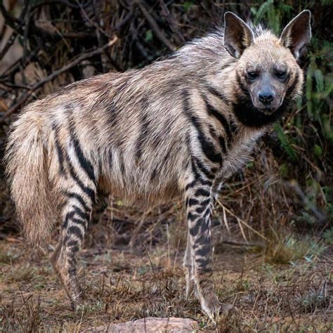 Striped Hyena By Joaantountattoos In Beirut Lebanon R Tattoos