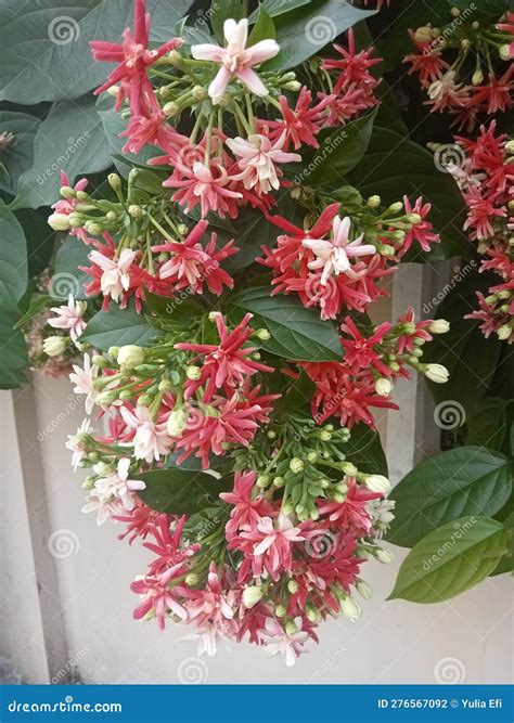 Tattoo Amp 39 7 Amp 39 With Victorian Vines