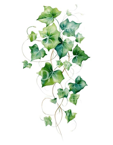 Watercolor Ivy Tattoo Design Tattoos Wizard Designs